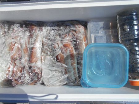 大進丸(愛知) 釣果