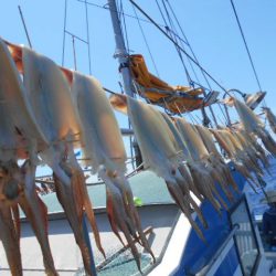 大進丸（愛知） 釣果