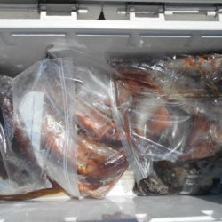 大進丸（愛知） 釣果