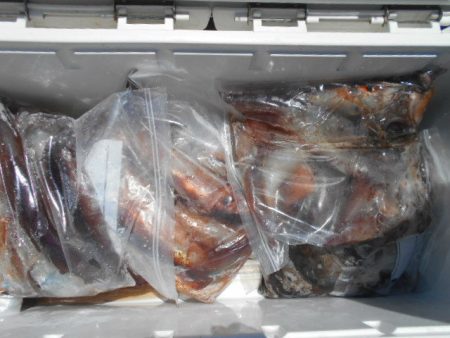 大進丸（愛知） 釣果