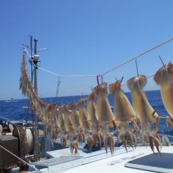 大進丸（愛知） 釣果