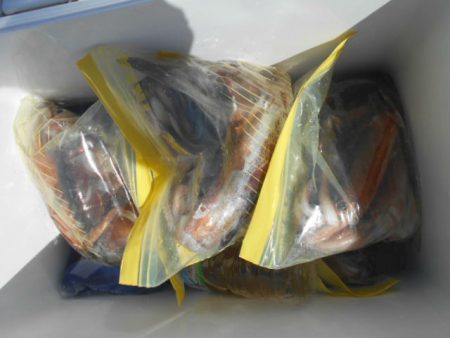 大進丸（愛知） 釣果