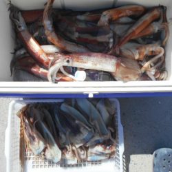 大進丸（愛知） 釣果