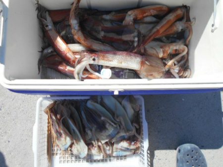 大進丸（愛知） 釣果