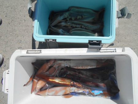 大進丸（愛知） 釣果