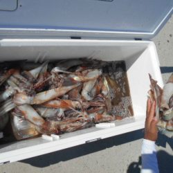 大進丸（愛知） 釣果