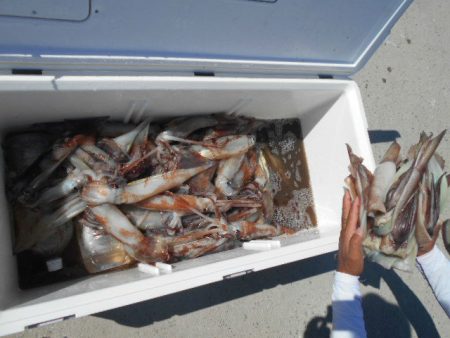 大進丸（愛知） 釣果