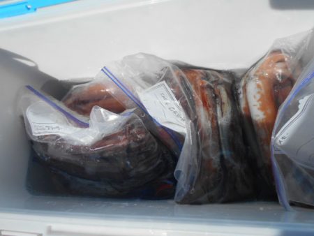 大進丸（愛知） 釣果