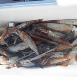 大進丸（愛知） 釣果