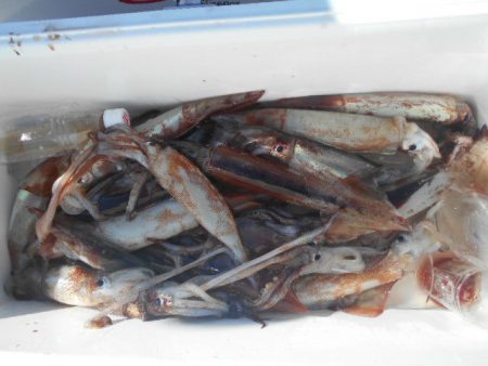 大進丸（愛知） 釣果