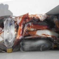 大進丸（愛知） 釣果