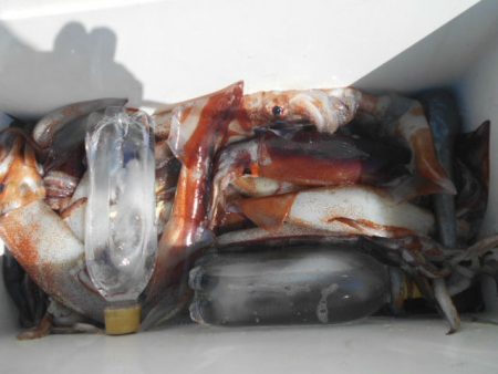 大進丸（愛知） 釣果