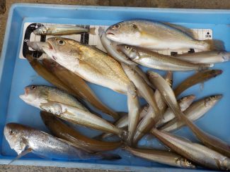 宮川丸 釣果