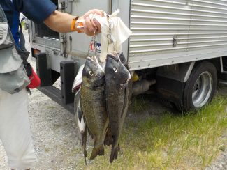 宮川丸 釣果