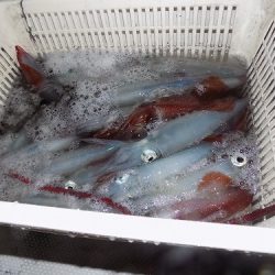 フィッシングボート空風(そらかぜ) 釣果