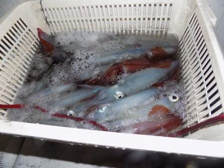 フィッシングボート空風(そらかぜ) 釣果