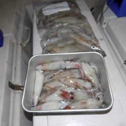 フィッシングボート空風(そらかぜ) 釣果