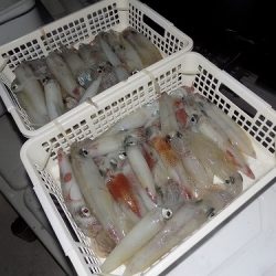 フィッシングボート空風(そらかぜ) 釣果