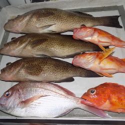 フィッシングボート空風(そらかぜ) 釣果