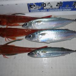 フィッシングボート空風(そらかぜ) 釣果