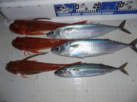 フィッシングボート空風(そらかぜ) 釣果