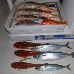 フィッシングボート空風(そらかぜ) 釣果