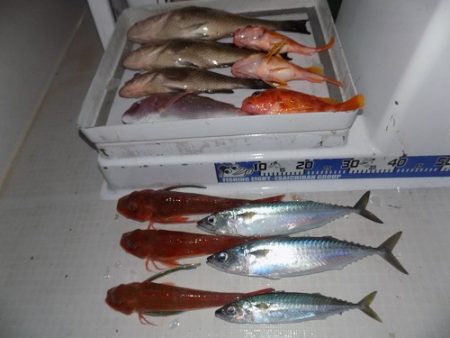 フィッシングボート空風(そらかぜ) 釣果