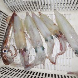 フィッシングボート空風(そらかぜ) 釣果