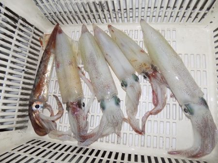 フィッシングボート空風（そらかぜ） 釣果