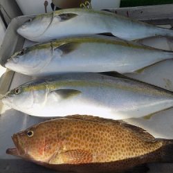 フィッシングボート空風(そらかぜ) 釣果