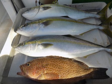 フィッシングボート空風（そらかぜ） 釣果