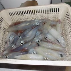 フィッシングボート空風(そらかぜ) 釣果