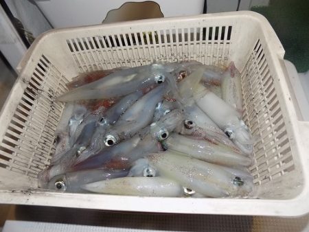 フィッシングボート空風（そらかぜ） 釣果