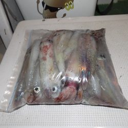 フィッシングボート空風(そらかぜ) 釣果