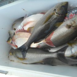 大進丸（愛知） 釣果