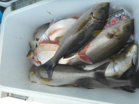 大進丸（愛知） 釣果