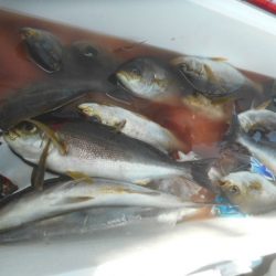 大進丸（愛知） 釣果