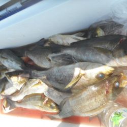 大進丸（愛知） 釣果