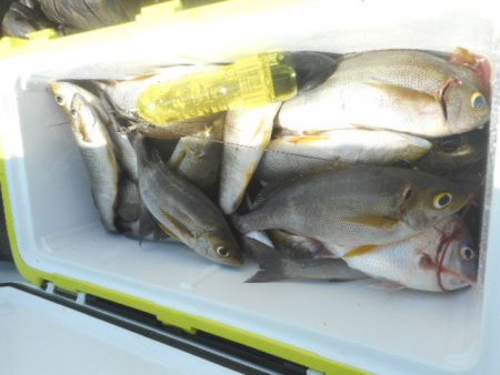 大進丸（愛知） 釣果