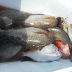 大進丸（愛知） 釣果