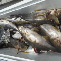 大進丸（愛知） 釣果