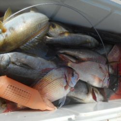 大進丸（愛知） 釣果