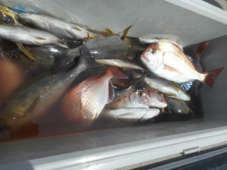 大進丸（愛知） 釣果