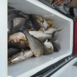 大進丸（愛知） 釣果