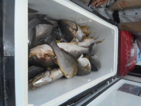 大進丸（愛知） 釣果