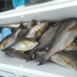 大進丸（愛知） 釣果