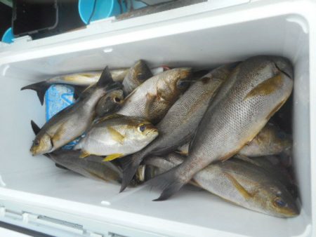 大進丸（愛知） 釣果