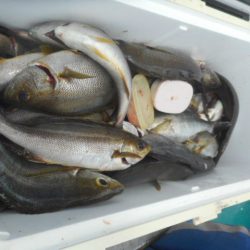 大進丸（愛知） 釣果