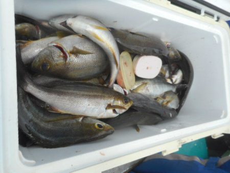 大進丸（愛知） 釣果