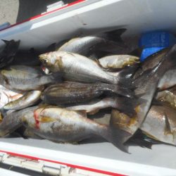 大進丸（愛知） 釣果